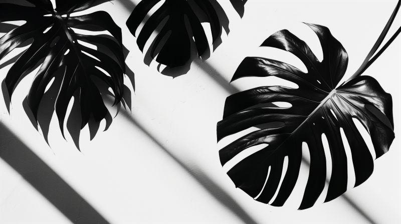 Black and white image of monstera leaves casting dramatic shadows, symbolizing a stylish houseplant theme.