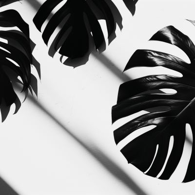 Black and white image of monstera leaves casting dramatic shadows, symbolizing a stylish houseplant theme.