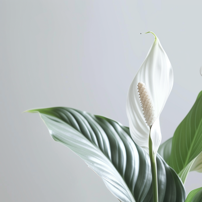 A Peace Lily plant with a white spathe and spadix against a soft grey background, accompanied by its glossy green leaves.