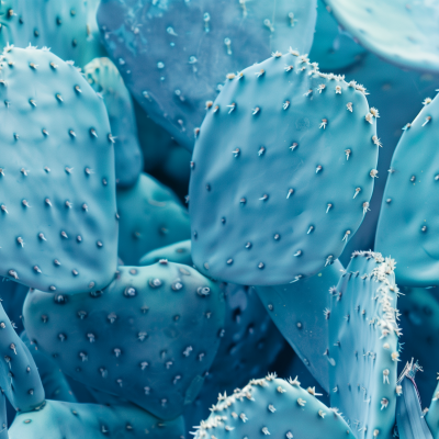 A close-up of a cluster of blue cacti with white spines.